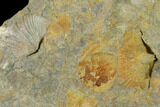 Pennsylvanian Fossil Brachiopod Plate - Kentucky #138900-1